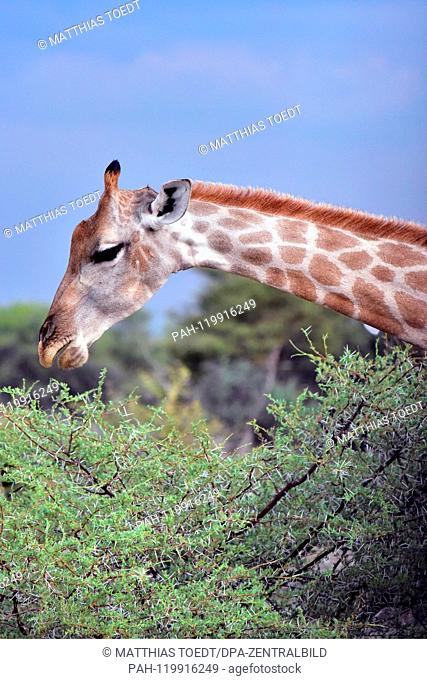 Giraffe looking at an acacia in the Etosha National Park, taken on 05.03.2019. The Giraffe (giraffa) belongs to the pairhorses and with a weight of up to 1600...