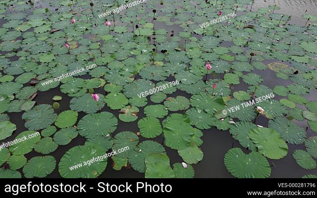 Fly over lotus flower farm in river