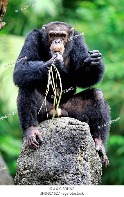 Chimpanzee, (Pan troglodytes troglodytes), adult male using tool, Africa