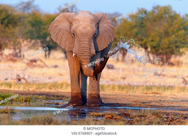 Afrikanischer Elefant, Loxodonta africana, African Bush Elephant, African Savanna Elephant, Éléphant de savane d'Afrique