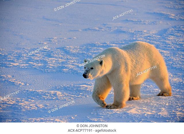 Polar bear (Ursus maritimus), Wapusk NP, Cape Churchill, Manitoba, Canada