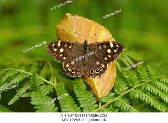 Speckled Wood Butterfly resting on bracken and basking in sunshine September Cannock Chase Staffordshire England