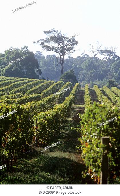 Vineyards of Cape Mentelle Estate, Margaret River, Australia
