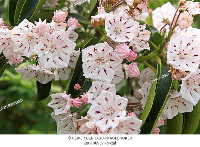 Mountain laurel, Great Smokey Mountains National Park, North Carolina and Tennessee, USA