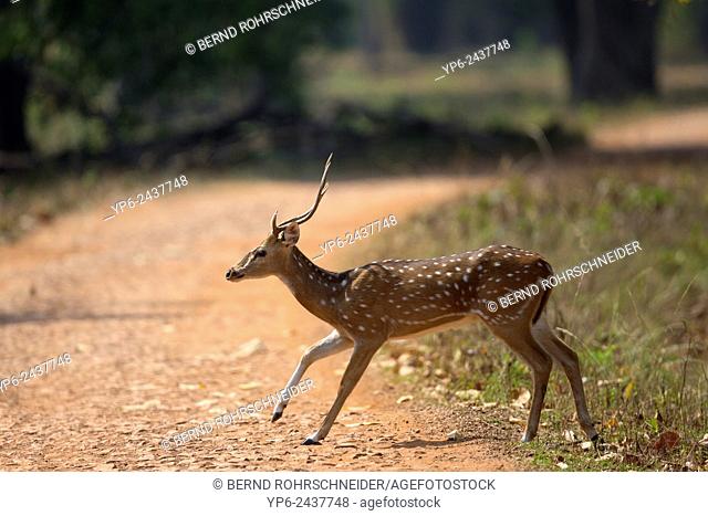 Chital (Axis axis) crossing forest track, Tadoba National Park, Maharashtra, India