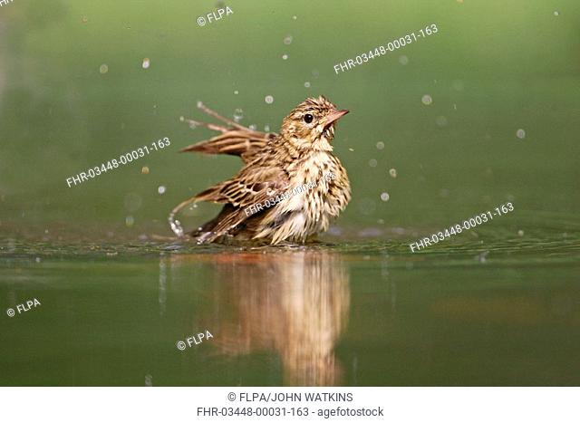 Tree Pipit Anthus trivialis immature, bathing in woodland pool, Hungary, summer