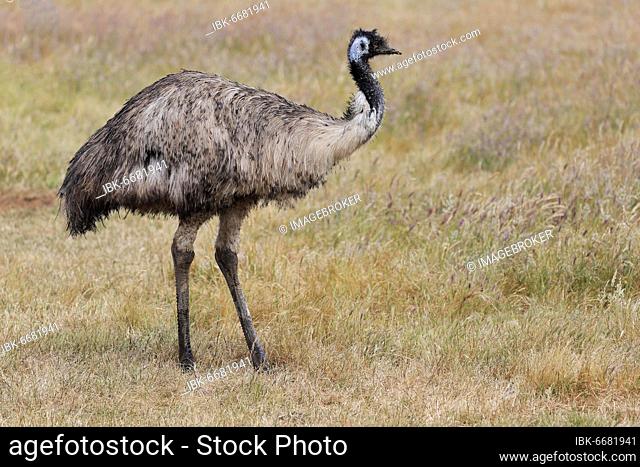 Emu (Dromaius novaehollandiae), adult, Kangaroo Island, South Australia, Australia, Oceania