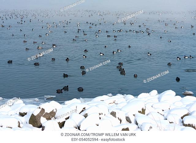 Winter landscape with eurasian coots swimming in a lake near snowy coast