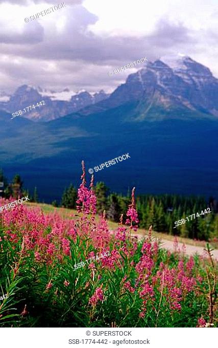 Fireweed Bloom on the Hillside, Rocky Mountains, Alberta, Canada