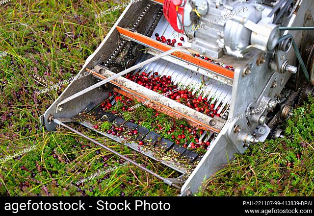 PRODUCTION - 26 October 2022, Lower Saxony, Gilten: A machine is used to harvest cranberries from a field. Cranberries have been cultivated in North America for...