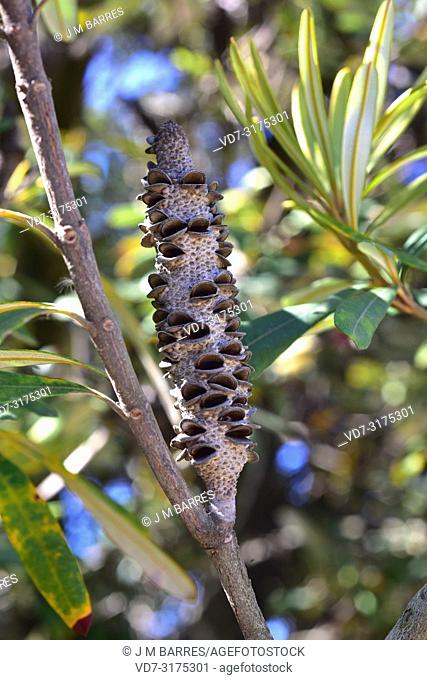 Coast banksia (Banksia integrifolia) is an evergreen shrub or small tree native to eastern Australia coasts. Infrutescence detail with seeds