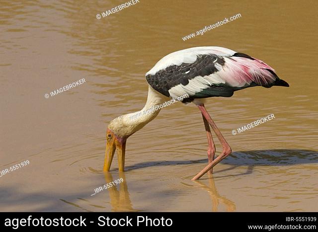 Adult painted stork (Mycteria leucocephala), water eater, Sri Lanka, Asia