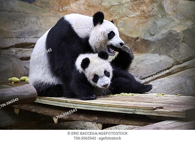 Giant panda female Huan Huan playing with her cub (Ailuropoda melanoleuca). Yuan Meng, first giant panda ever born in France, is now10 months old