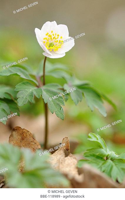 Opening flower of the Wood Anemone