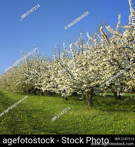 Apple trees (Malus domestica) in an orchard, Limagne, Auvergne, France, Europe