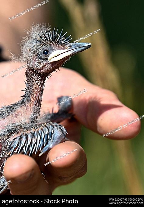 06 June 2022, Brandenburg, Potsdam: A hoopoe chick is ringed by a bird ringers in Sielmann's natural landscape Döberitzer Heide