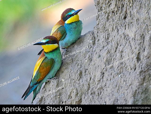 03 June 2023, Brandenburg, Seelow: Two bee-eaters (Merops apiaster) sitting on a break-off edge. With its colorful plumage, the bee-eater is a distinctive bird