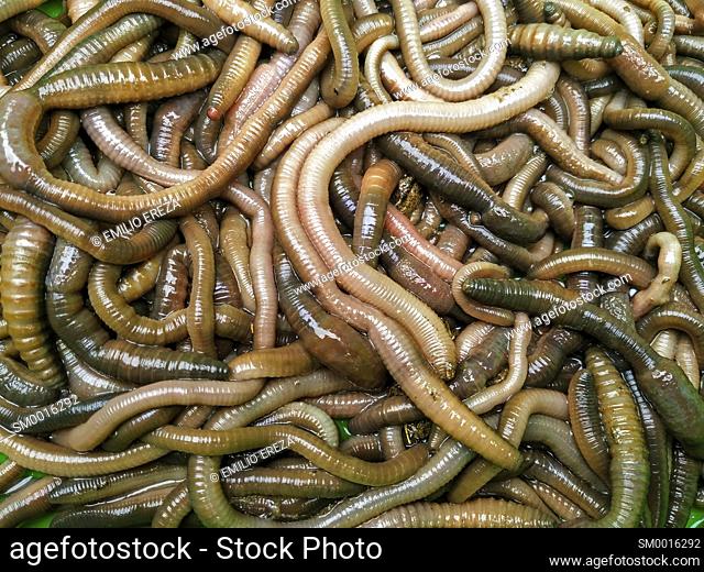 Earthworms. Lumbricus terrestris