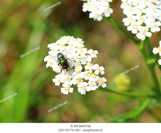 close photo of a fly sitting on the white blooms of ground elder (Aegopodium podagraria)