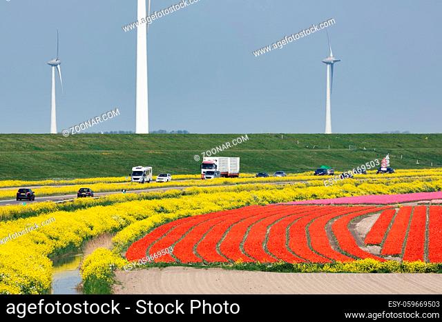 Dutch motorway between lelystad and Emmeloord along colorful tulipfields and wind turbines