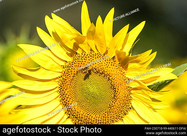 18 July 2023, Brandenburg, Vetschau: A bee flies at a blooming sunflower in a field near Vetschau in southern Brandenburg
