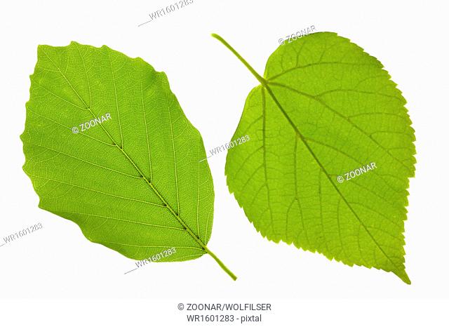 beech leaf and linden leaf