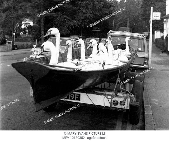 Swans in a boat, being transported from the River Thames to safer waters, during Henley Regatta time