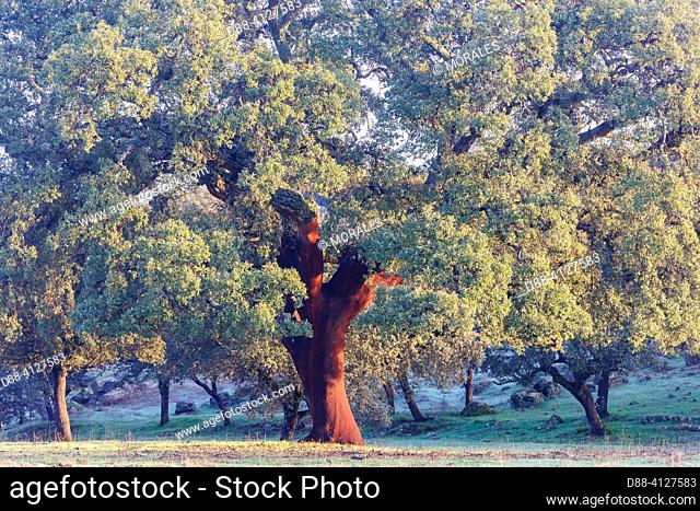 Europe, Spain, Andalusia, Sierra Morena, Sierra de Andújar, Sierra de Andújar Natural Park, Cork oak (Quercus suber), in the dehesa