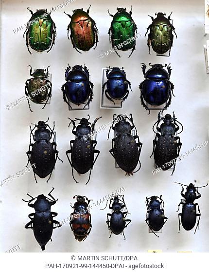 Rose chafers, dung beetles and ground beetles can be seen in a case at the Museum of Nature on Friedenstein Castle in Gotha, Germany, 21 September 2017