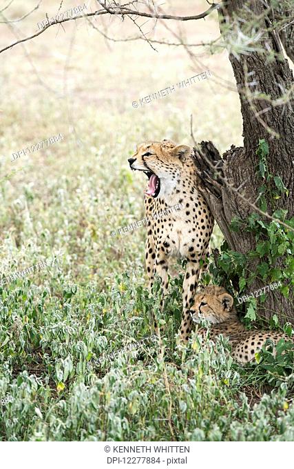 Female Cheetah (Acinonyx jubatus) rubs against tree trunk and yawns with open mouth while young cub lies at her feet near Ndutu