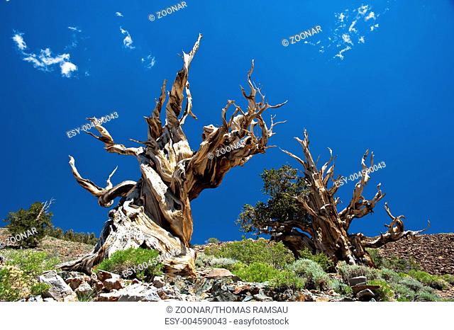 Grannenkiefern im Ancient Bristlecone Pine Forest/