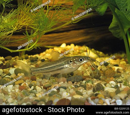 Indian striped catfish (Mystus vittatus vittatus)