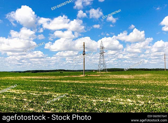 summer landscape on an agricultural field with beets. in the field there are concrete poles with high-voltage power lines
