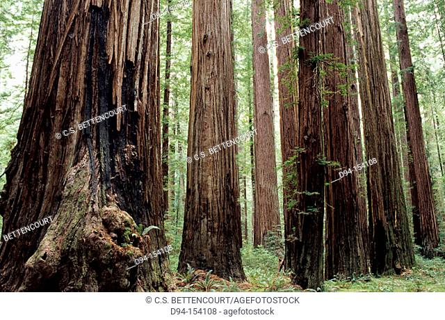 Redwood (Sequoia sempervirens). Rockefeller Grove. Humboldt Redwoods SP. California. USA