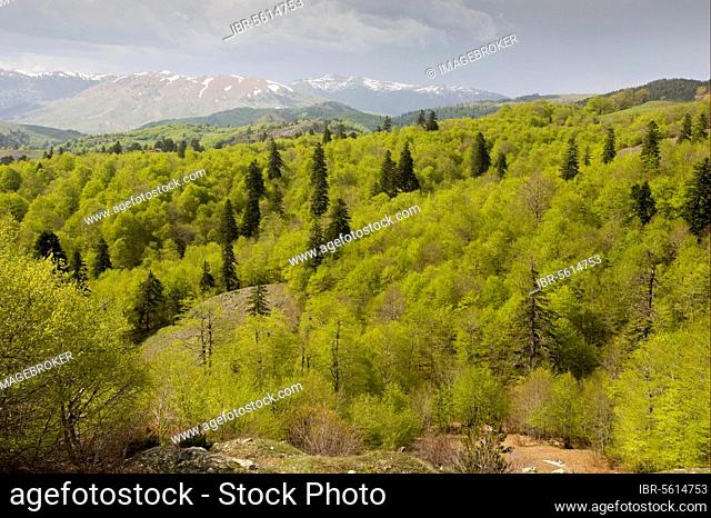 View over greek fir (Abies cephalonica) and beech forest habitat, looking north from Katara Pass, Central Pindos Mountains, Northern Greece, Spring