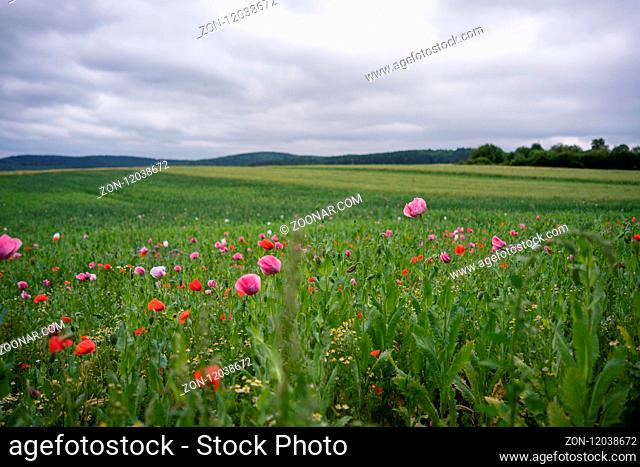 Poppy Field - Germerode. Mohnfeld - Germerode