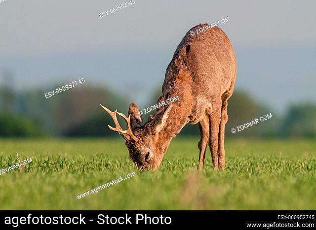 Roe deer grazing in a field. Roe deer in a spring amidst field full of saffron. Roe deer wildlife. Roe deer in winter coating