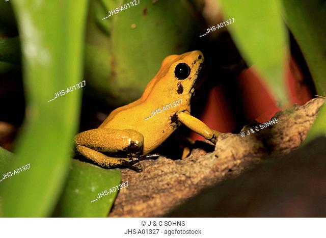 Black Legged Dart Frog, (Phyllobates bicolor), adult, alert, South America