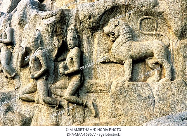 Arjunas penance in Mahabalipuram Mamallapuram , Tamil Nadu , India