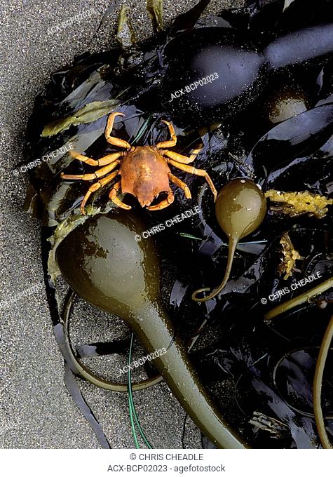 Shell of kelp crab and bull kelp on Pacific beach, British Columbia, Canada