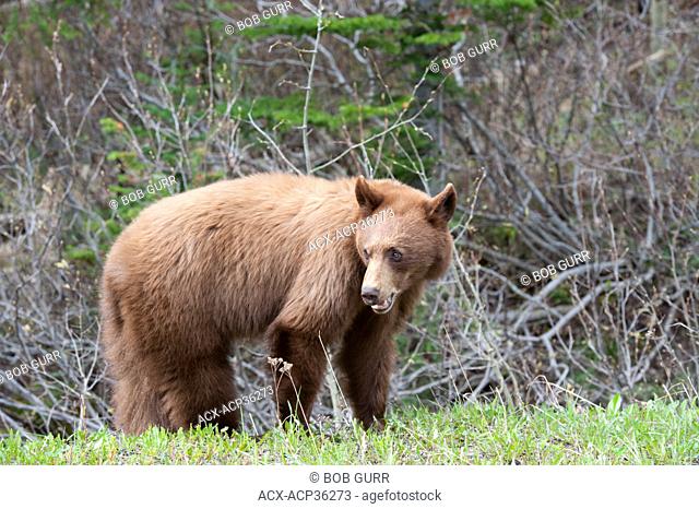 Black bear Sub-speices name: Ursus americanus cinnamomum, Southwest Alberta, Canada