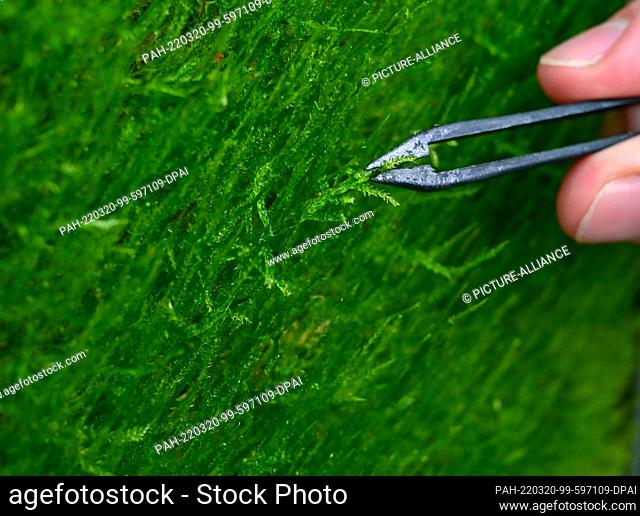 PRODUCTION - 14 February 2022, Brandenburg, Bestensee: In the Green City Solutions company, moss grows on a special mat that hangs on a wall
