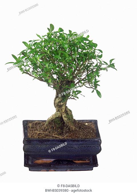 serissa, yellow rim (Serissa foetida, Serissa japonica), bonsai