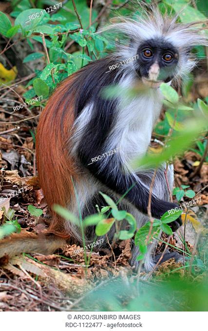 red colobus monkey (Colobus badius kirkii)