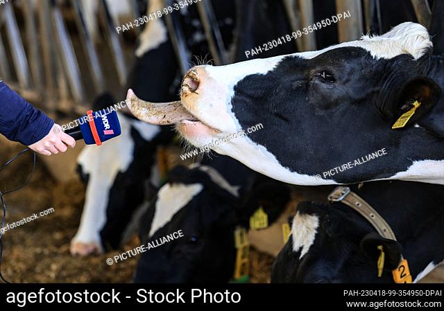 18 April 2023, North Rhine-Westphalia, Leverkusen: A radio reporter tries to capture a sound from a cow with a microphone before the start of the grazing season...