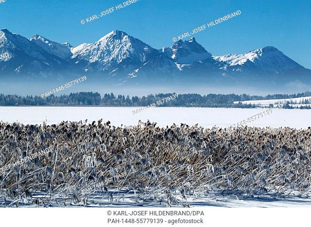 The frosty landscape around Bannwaldsee lake under a bright blue sky near Buching, Germany, on 11.02.2015. | usage worldwide. - Buching/Bayern/Germany
