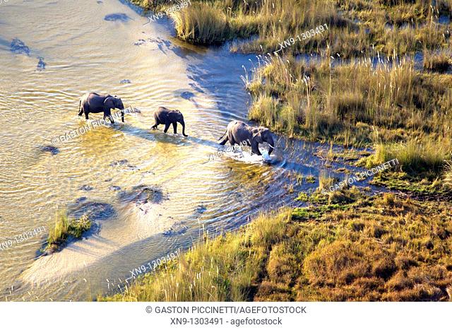 African Elephants Loxodonta africana, crossing the river Aerial View of the Okavango Delta, Botswana