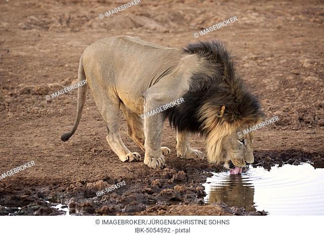 Kalahari lion (Panthera leo vernayi), adult, male, drinking at the waterhole, Tswalu Game Reserve, Kalahari, North Cape, South Africa, Africa