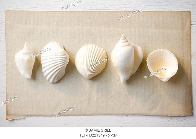 Overhead view of seashells