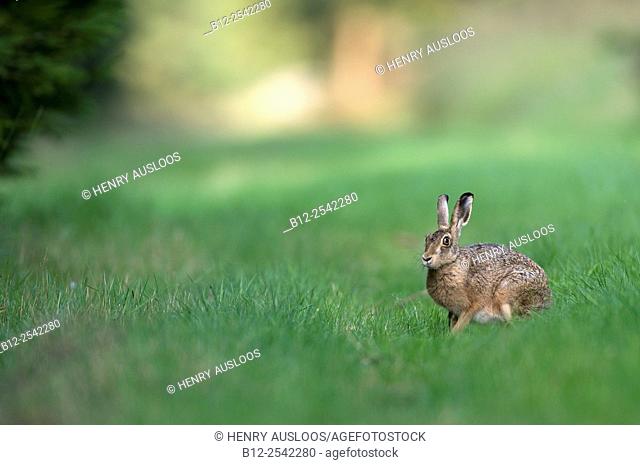 Brown Hare, Lepus europaeus, Belgium